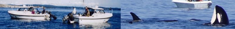 Charter boats and orcas in the San Juan Islands